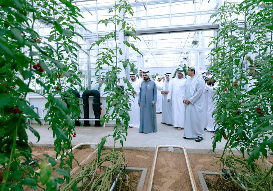 His Highness Sheikh Mohammed bin Rashid Al Maktoum-News-Mohammed bin Rashid chairs UAE Cabinet meeting in Al Marmoom, launches Plant the Emirates programme