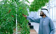 His Highness Sheikh Mohammed bin Rashid Al Maktoum-News-Mohammed bin Rashid chairs UAE Cabinet meeting in Al Marmoom, launches Plant the Emirates programme