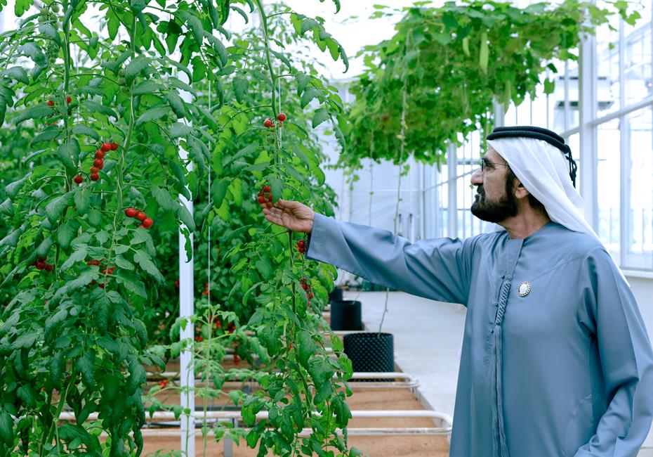 His Highness Sheikh Mohammed bin Rashid Al Maktoum-News-Mohammed bin Rashid chairs UAE Cabinet meeting in Al Marmoom, launches Plant the Emirates programme