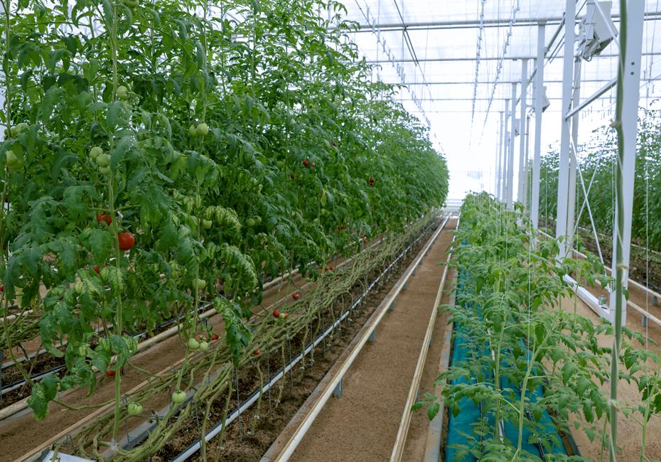 His Highness Sheikh Mohammed bin Rashid Al Maktoum-News-Mohammed bin Rashid chairs UAE Cabinet meeting in Al Marmoom, launches Plant the Emirates programme